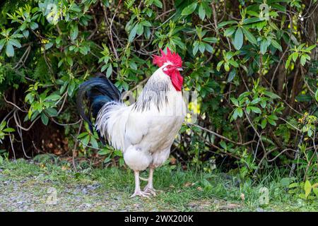 Il gallo solitario vanta una vivace cresta rossa e un piumaggio bianco e nero a contrasto, adagiato su uno sfondo lussureggiante di fitto verde Foto Stock