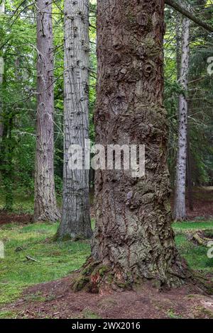 Una vista ravvicinata di un albero con un tronco dalla texture unica si erge in primo piano, con alberi sottili e alti che formano uno sfondo denso in una foresta lussureggiante Foto Stock