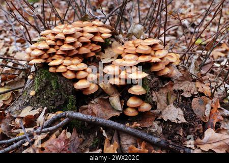 Kuehneromyces mutabilis anche Pholiota mutabilis, comunemente noto come Woodtuft Foto Stock