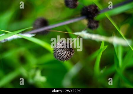 Knobweed, Hyptis capitata introdusse una grande erba originaria dell'America tropicale Foto Stock