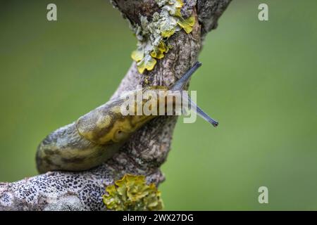 Una lumaca verde che sale su un ramo coperto di licheni Foto Stock