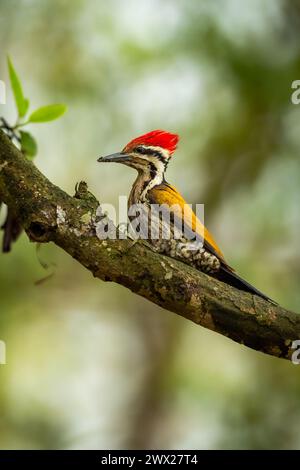 Picchio Himalayan flameback o goldenback o picchio a tre punte o uccello maschio Dinopium shorii persico in naturale scenico verde fondo pilibhit Foto Stock