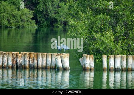 I cumuli di legno di un vecchio molo nelle mangrovie del Golfo Persico sono usati dagli uccelli per un riposo sicuro. Airone di barriera delle Mascarene (Egretta gularis) Foto Stock