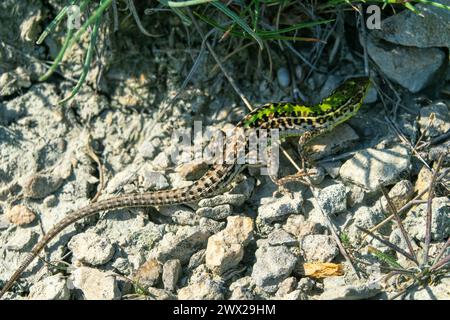 Lucertola di Crimea (Podarcis tauricus tauricus, maschio). Feodosiya bassa montagna Frigana arbusti-steppa. Montagne di Crimea Foto Stock