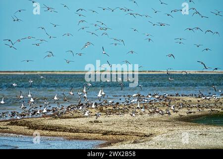 Gli uccelli riposano e si nutrono di fondali bassi. Dunlin (Calidris alpina), sandpiper di Curlew (C. ferruginea), plover grigio (Squatarola squatarola), gabbiano dal becco sottile Foto Stock