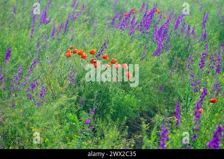 Campo selvatico blu. Steppa secondaria sulla penisola di Kerch, Crimea ricoperta di forca larkspur (Delphinium consolida) Foto Stock