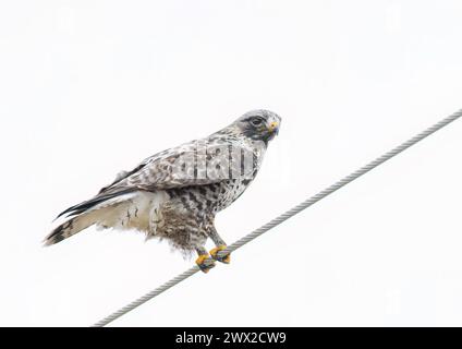 Falco dalle gambe ruvide isolato su sfondo bianco arroccato su un cavo in inverno in Canada Foto Stock