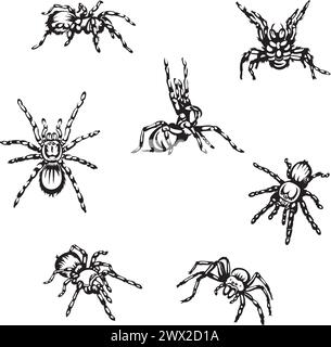 ragno, tarantola, insetto, pericolo, morso, nero, vettoriale, grafica, design, segno Illustrazione Vettoriale