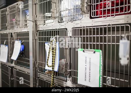 gabbie nel settore della rianimazione e riposo nella chirurgia della clinica veterinaria, nessuna persona Foto Stock