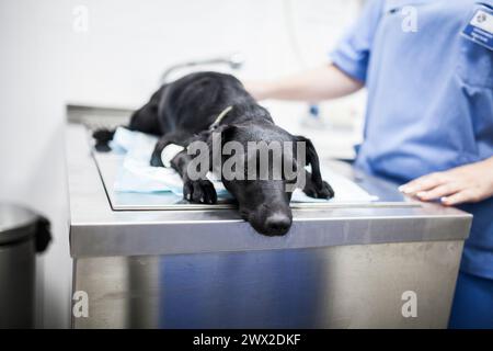 Medici veterinari che preparano un cane per l'operazione nella clinica veterinaria, mettendo un IV nella sua zampa Foto Stock