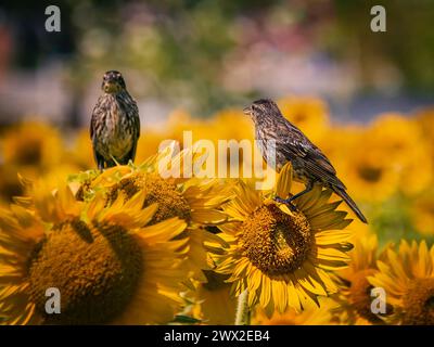 Femmina di Blackbirds (Agelaius phoeniceus) alata su girasoli in fiore (Helianthus annuus) in Ontario, Canada. Foto Stock