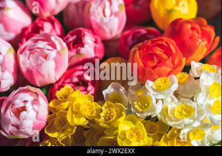 Bouquet di fiori vari per saluti con una composizione di tulipani, narciso, fiori primaverili, primo piano Foto Stock