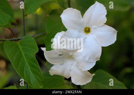 Mandevilla laxa fiori e foglie Foto Stock