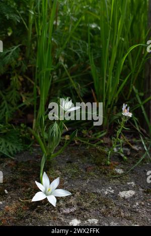 Una stella di Betlemme (Ornithogalum divergens) e un toadflax a tre foglie (Linaria triphylla) (verticale) Foto Stock