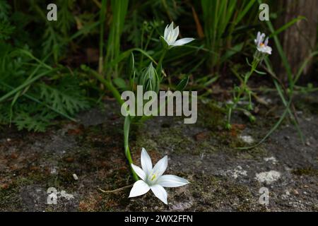 Una stella di Betlemme (Ornithogalum divergens) e un toadflax a tre foglie (Linaria triphylla) Foto Stock