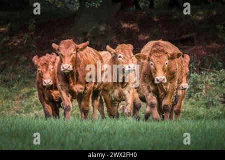 Bestiame Limousin pedigree in una fattoria Foto Stock