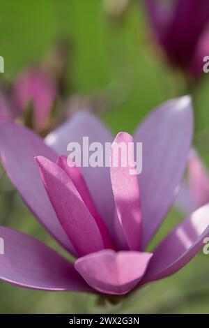 Fiore di magnolia viola che fiorisce su un albero nel cortile Foto Stock