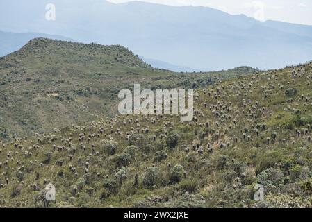 Vista del Parco Nazionale di Chingaza vicino a Bogotà, Colombia, un bioma ad alta quota, il paramo Foto Stock