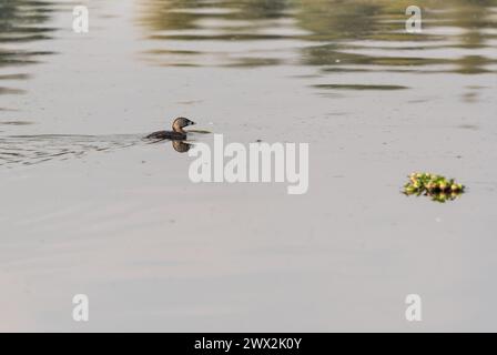 Grebe a pagamento (Podilymbus Podiceps) che nuota nelle paludi di la Florida, Bogotà, Colombia Foto Stock