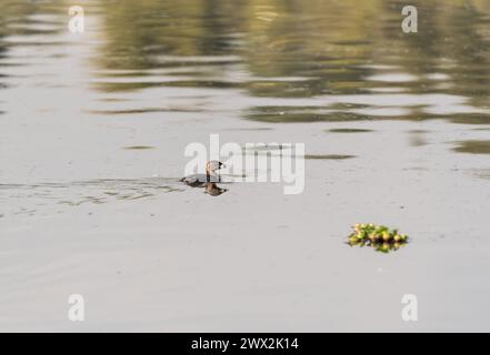 Grebe a pagamento (Podilymbus Podiceps) che nuota nelle paludi di la Florida, Bogotà, Colombia Foto Stock