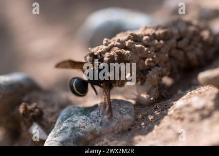 Odynerus spinipes (Linnaeus 1758) Spiny Legged Mason Wasp che emerge dall'ingresso del nido di camino ad Anglesey nel Galles del Nord Foto Stock