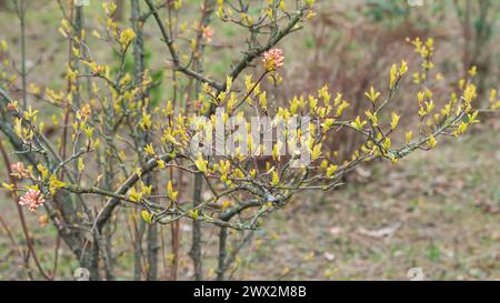 Viburnum profumato, foglie giovani e fiorito in primavera nel giardino botanico Foto Stock