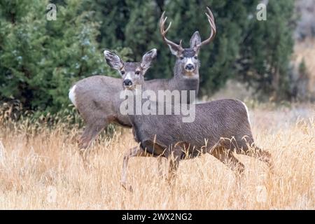 Mule Deer buck (Odocoileus hemionus)., Colorado USA, di Dominique Braud/Dembinsky Photo Assoc Foto Stock