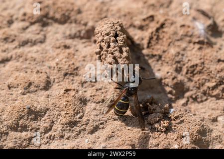 Odynerus spinipes (Linnaeus 1758) Spiny Legged Mason Wasp che emerge dall'ingresso del nido di camino ad Anglesey nel Galles del Nord Foto Stock