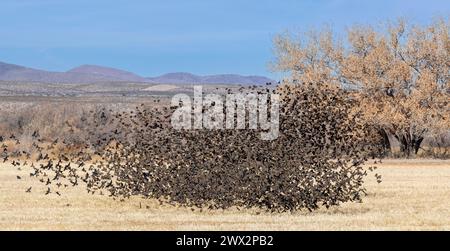 Stormo di uccelli neri alati rossi (Agelaius phoeniceus), migrazione autunnale, Bosque del Apache NWR, nuovo Messico. USA, di Dominique Braud/Dembinsky Phot Foto Stock