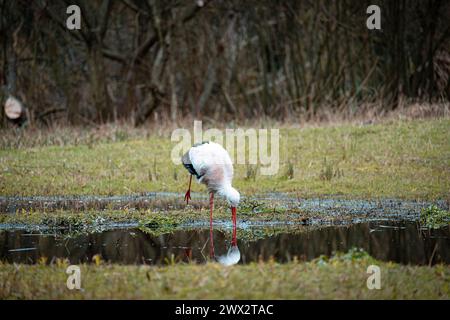 Guado della cicogna bianca in una tranquilla zona umida Foto Stock