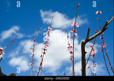 Alberi di pesca nel frutteto. Fiori sui rami. Frutteto all'inizio della primavera. Foto Stock