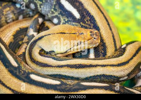 Boa Constrictor Snake si riposò. Foto Stock