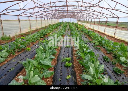 Collard cresce in una serra sul campo. Nuovo collard verde. Foto Stock
