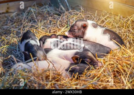 Piccoli suinetti macchiati da nani come una famiglia che spinge e dorme sul fieno in una penna. Foto Stock