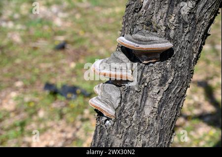 Funghi che crescono sull'albero. Parassita fungo su un albero in un frutteto. Malattia delle piante. Parassiti sulla corteccia. Foto Stock