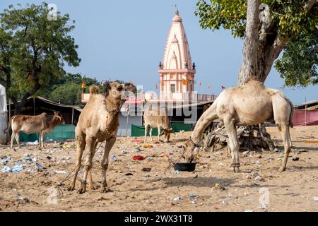 Indien, Rajasthan, Pushkar, Kamele im Müll am Rand der Wüste Tharr Foto Stock