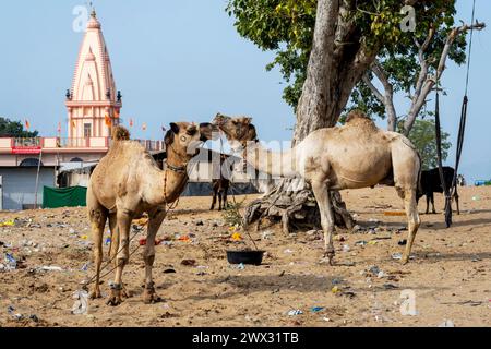 Indien, Rajasthan, Pushkar, Kamele im Müll am Rand der Wüste Tharr Foto Stock