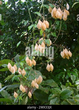 Pallonvina, pisello cardiaco o semi di cuore, Cardiospermum grandiflorum, Sapindaceae. Costa Rica. Vite erbacea tropicale con cialde di frutta in scatola. Foto Stock