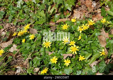 Celandina minore ( Ranunculus ficaria ) in Fiore a marzo Regno Unito Foto Stock
