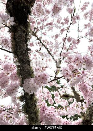 Splendidi ciliegi rosa in fiore su un albero ricoperto di licheni e muschio, a Eugene, Oregon. Foto Stock
