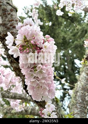 Splendidi ciliegi rosa in fiore su un albero ricoperto di licheni e muschio, a Eugene, Oregon. Foto Stock