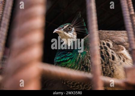 Pavone verde chiuso dietro le sbarre al mercato Ver o peso di Belem City Foto Stock