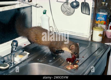 Pine Marten (Martes martes) attratto in una remota fattoria attraverso la finestra della cucina e usando la marmellata come esca, Morvern, Argyll, Scozia, luglio 1988 Foto Stock