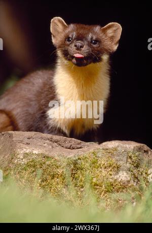 Pine Marten (Martes martes) ha fatto il bagno con cibo al bordo della foresta, Argyll, Scozia, luglio 1989 Foto Stock