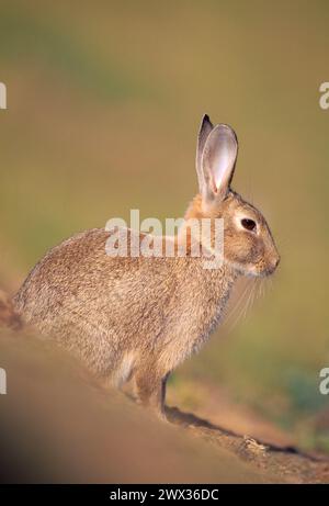 Coniglio (Oryctolagus cuniculus) fotografato in un'illuminazione serale all'esterno della tana sul pascolo, Lammermuir Hill, Berwickshire, Scozia, agosto 1999 Foto Stock