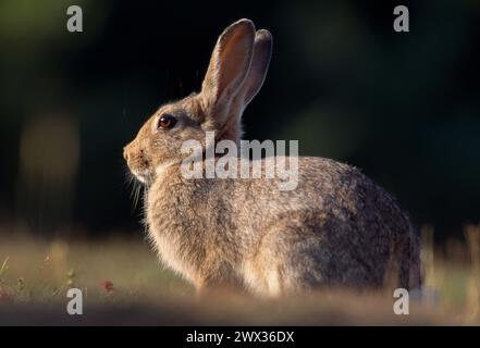 Coniglio (Oryctolagus cuniculus) alla luce serale accanto a warren, East Lothian, Scozia, luglio 2004 Foto Stock