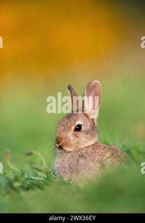 Coniglio (Oryctolagus cuniculus) giovanile alla luce della sera nel parco pubblico di Edimburgo, Scozia, giugno Foto Stock