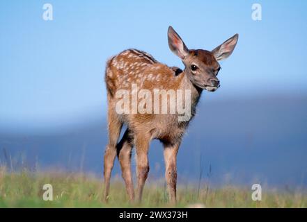 La sera estiva del Cervo (Cervus elaphus), Inverness-shire, Scozia, giugno 1998 Foto Stock