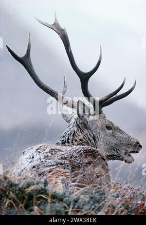 Cervo rosso (Cervus elaphus) sul terreno basso nella bufera invernale, Inverness-shire, Scozia, gennaio 1988 Foto Stock