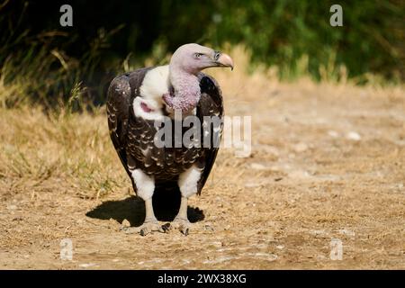 Grifone avvoltoio (Gyps fulvus) in piedi a terra, Spagna Foto Stock